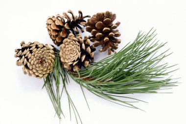 Çam ağacı ve koni tohumları ile