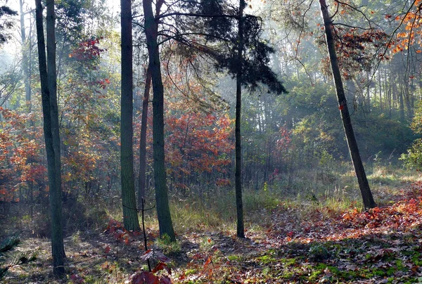 Landscape of forest — Stock Photo, Image