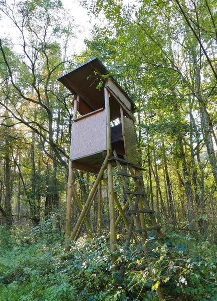 Hunter's coign of vantage in forest — Stock Photo, Image