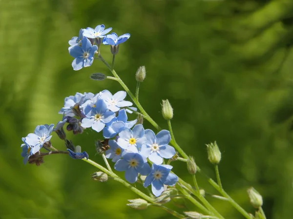 Nefelejcs-kék virágokkal — Stock Fotó