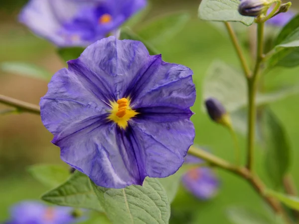 Flor violeta de arbusto de batata azul — Fotografia de Stock