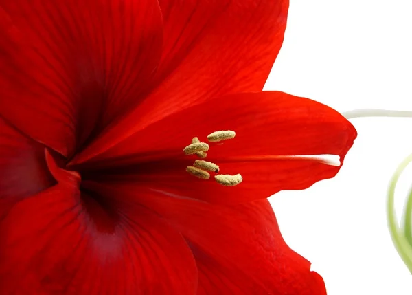 Červený květ Amarylis hrnec-rostliny zblízka — Stock fotografie