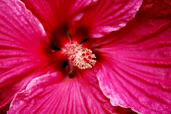 Pink pretty flower of hibiscus Royalty Free Stock Images