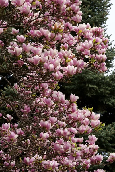 Magnolienbaum blüht — Stockfoto