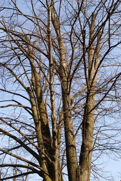 Árvores sem folhas no inverno — Fotografia de Stock
