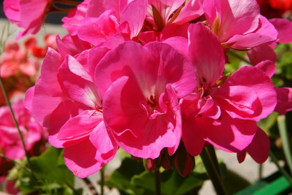 Roze bloemen van geranium pot-plant — Stockfoto