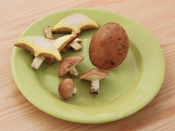 Świeży jadalny musgrooms o nazwie Jack śliskie — Zdjęcie stockowe