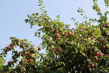 Olgun elma meyve ağacındaki meyve bahçesi içinde