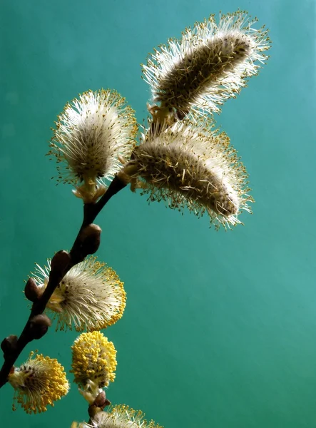 Willow tree catkins close up — стоковое фото