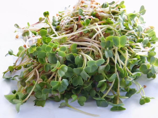 Brotos verdes de rabanete como condimento saudável para salada ou refeições — Fotografia de Stock