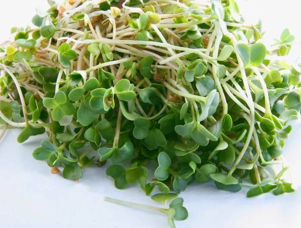 Gröna groddar av Rädisa som nyttig krydda för sallad eller måltider — Stockfoto