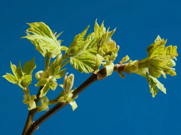 Rameau d'arbre aux feuilles vertes au printemps — Photo