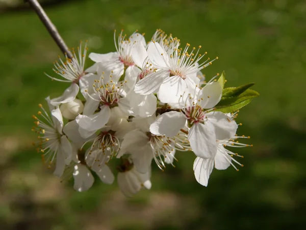 Białe kwiaty z dzika Śliwa — Zdjęcie stockowe