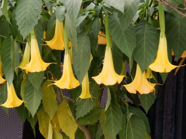 Boynuz elma bitkinin sarı çiçek