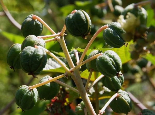 Frutos verdes de la planta de aceite de ricino —  Fotos de Stock
