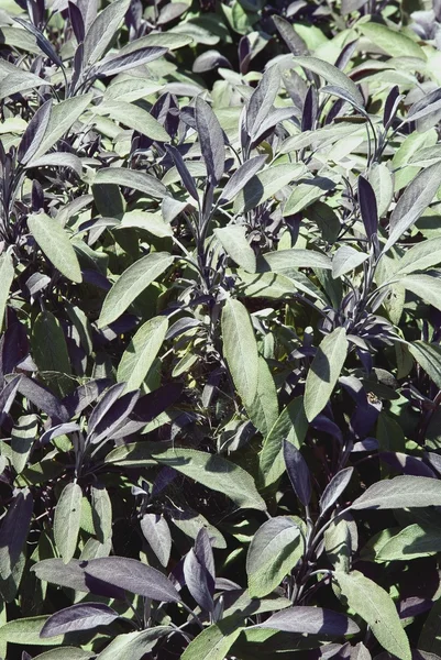 Plantas de Salvia Amplia — Foto de Stock