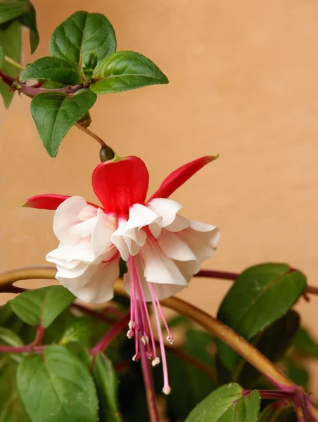 Flor vermelha e branca de fúcsia — Fotografia de Stock