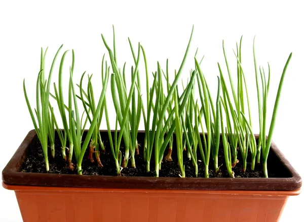 Gröna blad od lök i kruka — Stockfoto