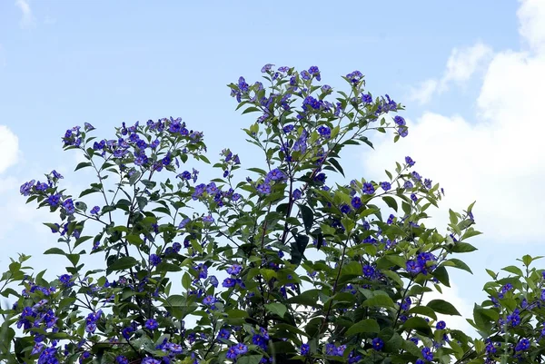 Tree of Paraguay nightshade with lila flowers — Stock Photo, Image