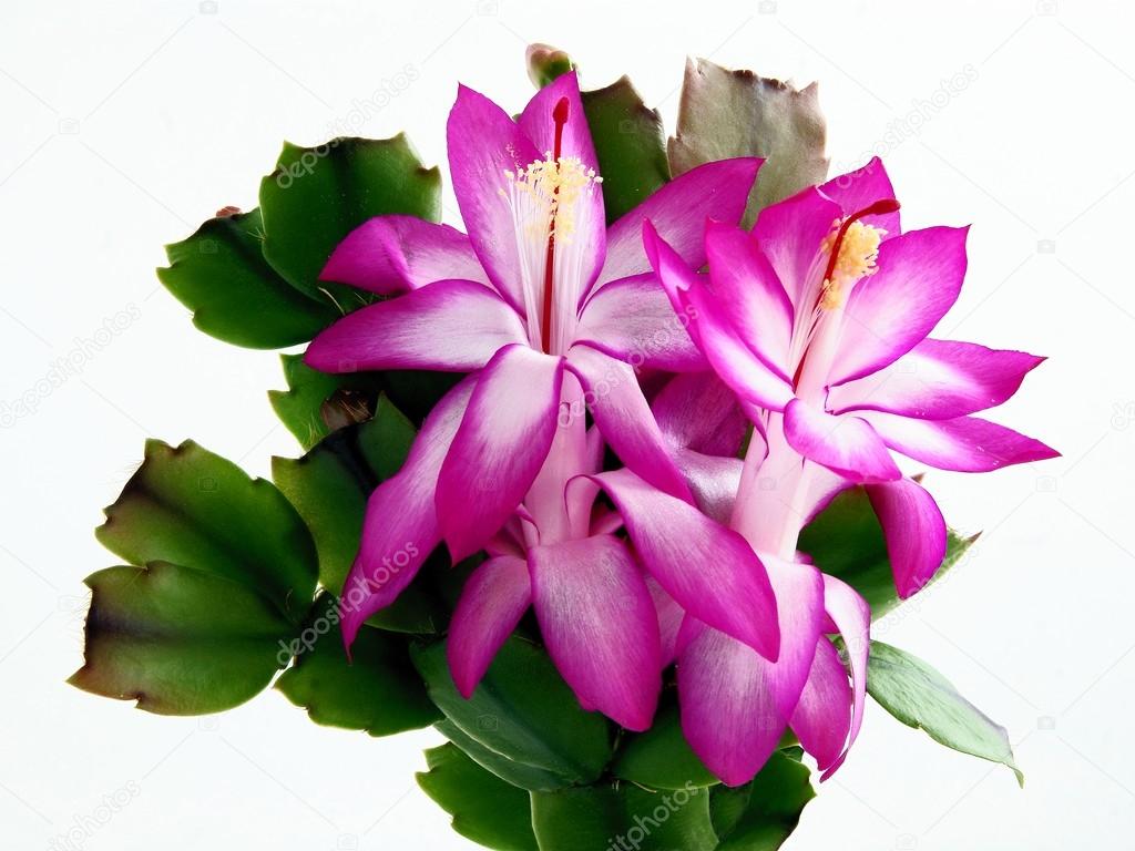 Pink Flowers Of Schlumberger Succulent Plant Stock Photo Manka Pink Flowers Of Schlumberger Succulent Plant Stock Photo 70885533