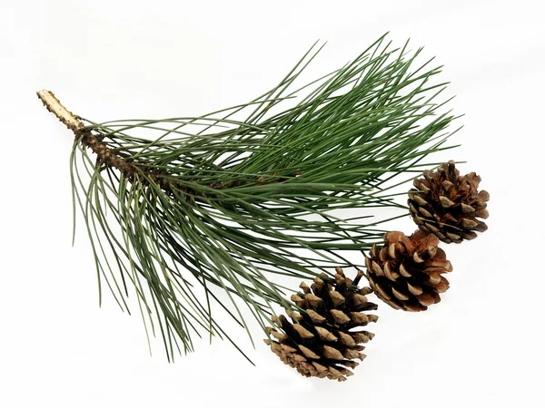 Pinus 나무와 콘의 나뭇가지 — 스톡 사진