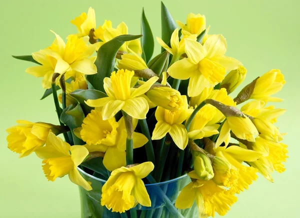 Yellow daffodils — Stock Photo, Image