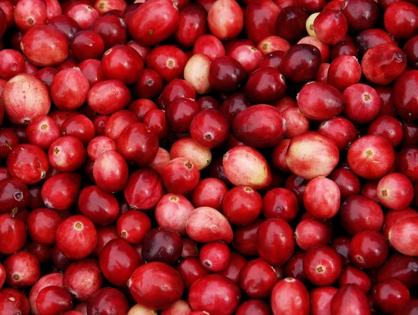 Frutos vermelhos maduros de cranberry — Fotografia de Stock