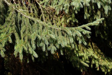 ormandaki çam ağacının dalını