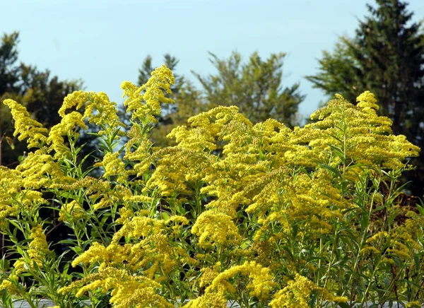 Flores amarelas de planta selvagem haste dourada — Fotografia de Stock