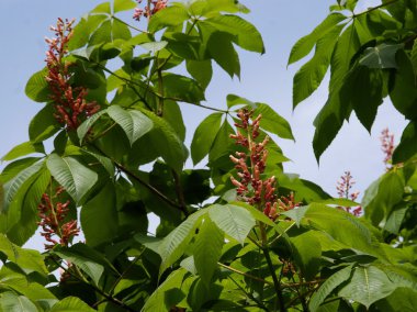 pembe çiçekli kestane ağacı