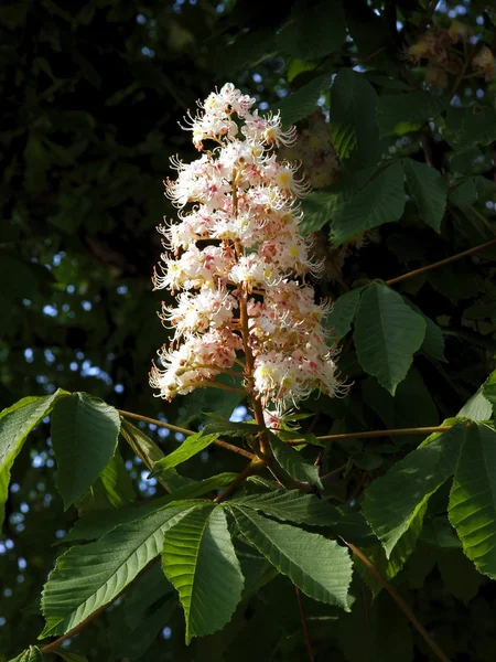 Chestnut tree with  flowers — Stock Photo, Image
