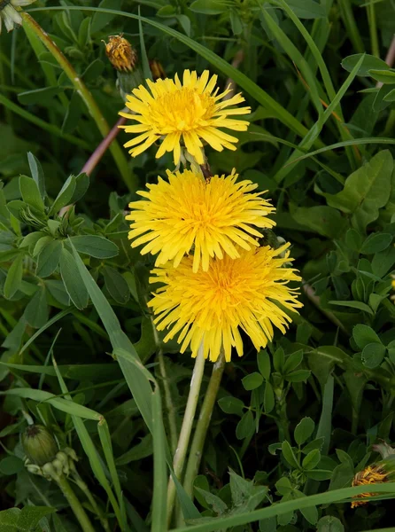 Flores amarelas de planta de dente-de-leão florescendo na primavera — Fotografia de Stock