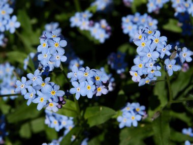 blue flowers of forget-me-not plant at spring clipart