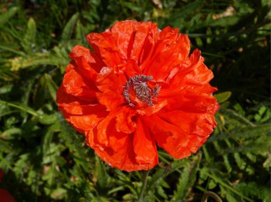 Bahçedeki kırmızı haşhaş