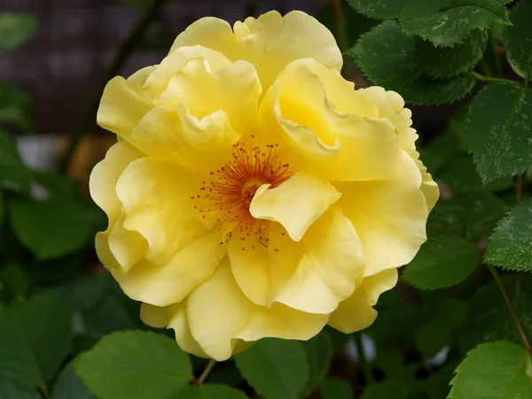 Yellow rose close up — Stock Photo, Image