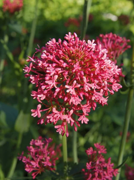 Fiore rosso di sprone pianta di valeriana — Foto Stock