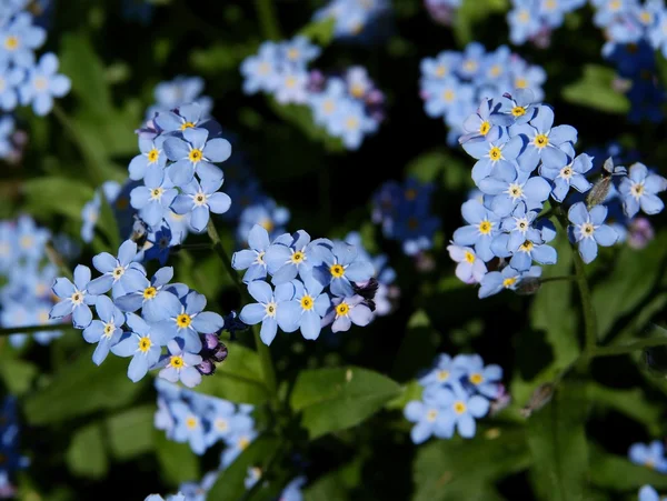 Las flores azules de la planta que se olvida-me-not en primavera — Foto de Stock
