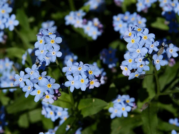 Flores azuis de esquecer-me-não planta na primavera — Fotografia de Stock