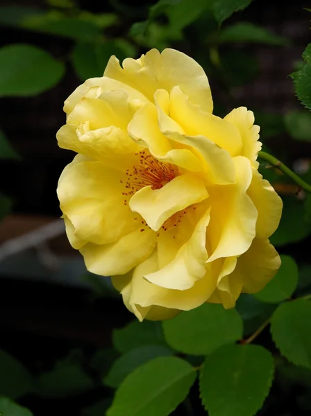 Rose jaune gros plan — Photo