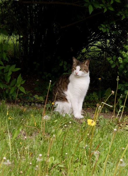 Gato gris y blanco en un jardín sobre arbusto — Foto de Stock