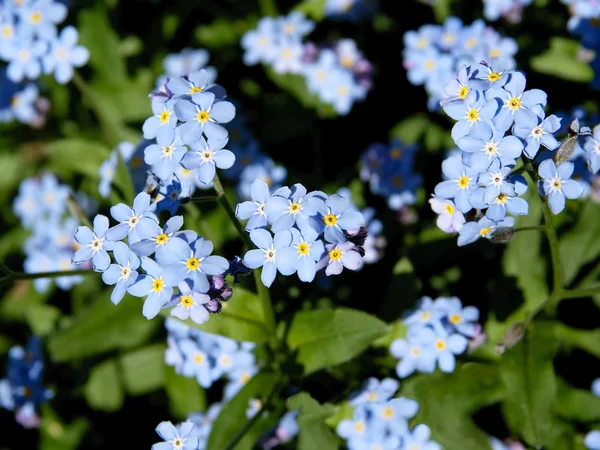 Синие цветы забудьте-не-меня — стоковое фото