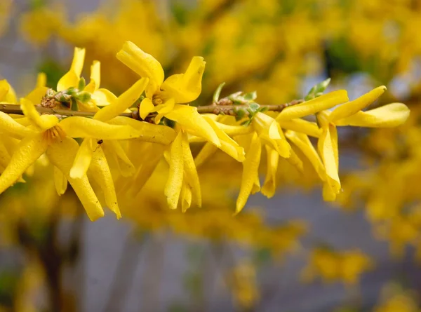 Forsithia dekorativ buske med gula blommor — Stockfoto