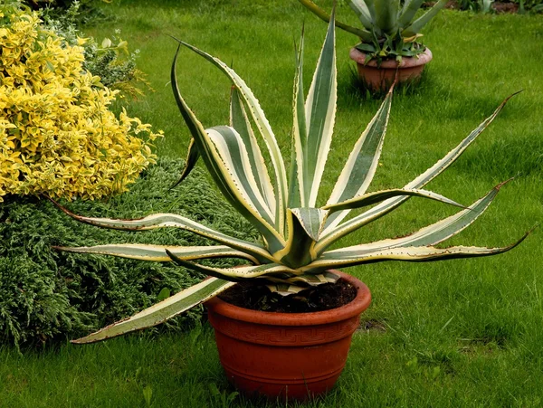 Agawa succulente installatie in pot — Stockfoto