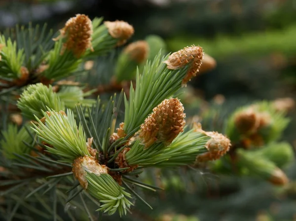 Épinette avec bourgeons — Photo