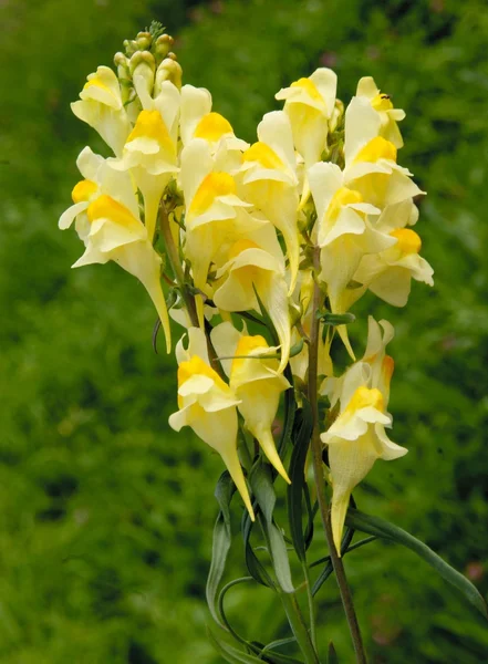 Yabani bitki sarı-toadflax sarı ve turuncu çiçekler — Stok fotoğraf