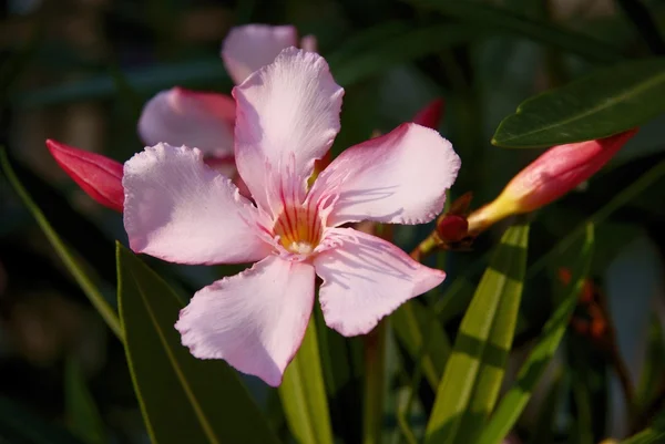 Flor rosa de adelfa arbusto de flora mediterránea — Foto de Stock