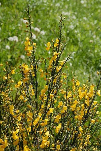 Arbusto de vassoura comum com flores amarelas — Fotografia de Stock