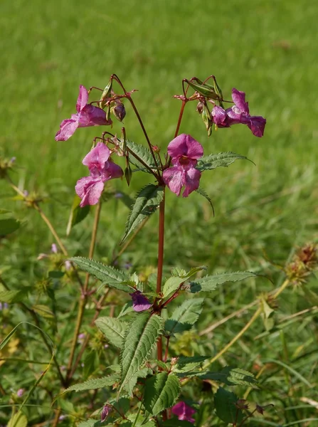 Impatiens planta selvagem com flores roxas no prado — Fotografia de Stock