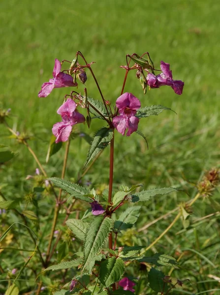 Wilde plant impatiens met lichtpaarse bloemen op weide — Stockfoto