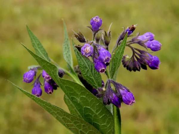 Lila flower of comfrey herb close up — Stock Photo, Image